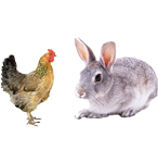 適合鴿子、禽類(lèi)